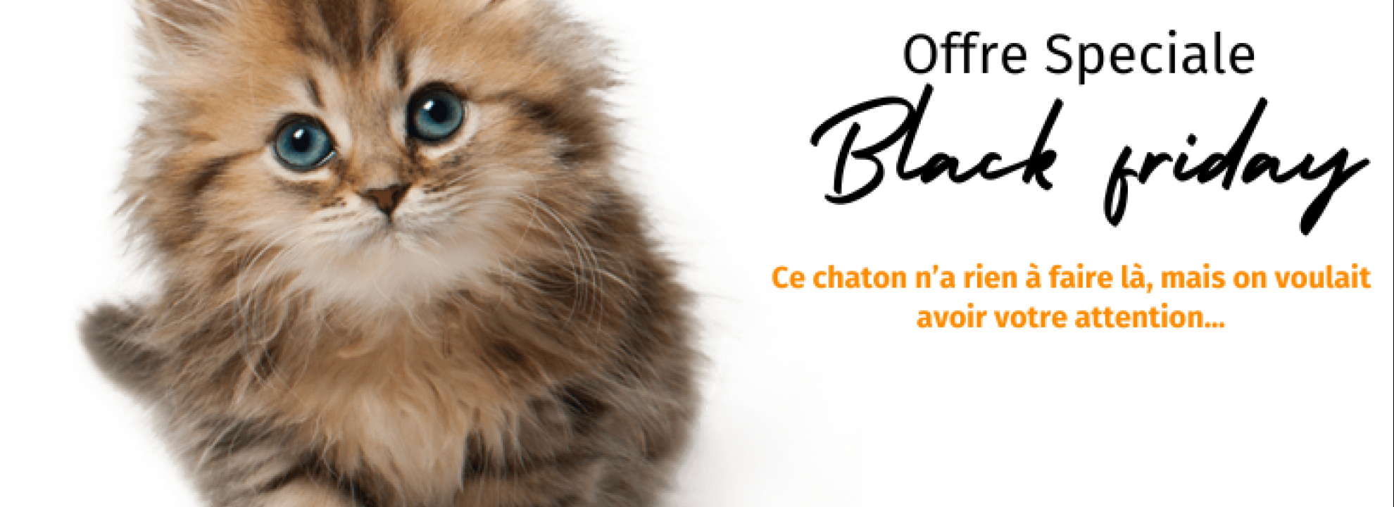 Black Friday - Special offer