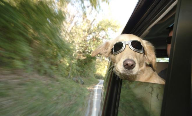 Chien dans le vent