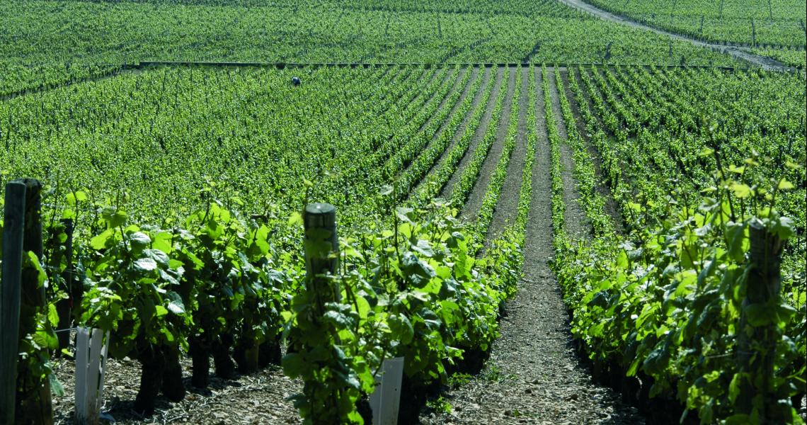 Vignes - Crédit photo : OT de Dijon - Atelier Demoulin