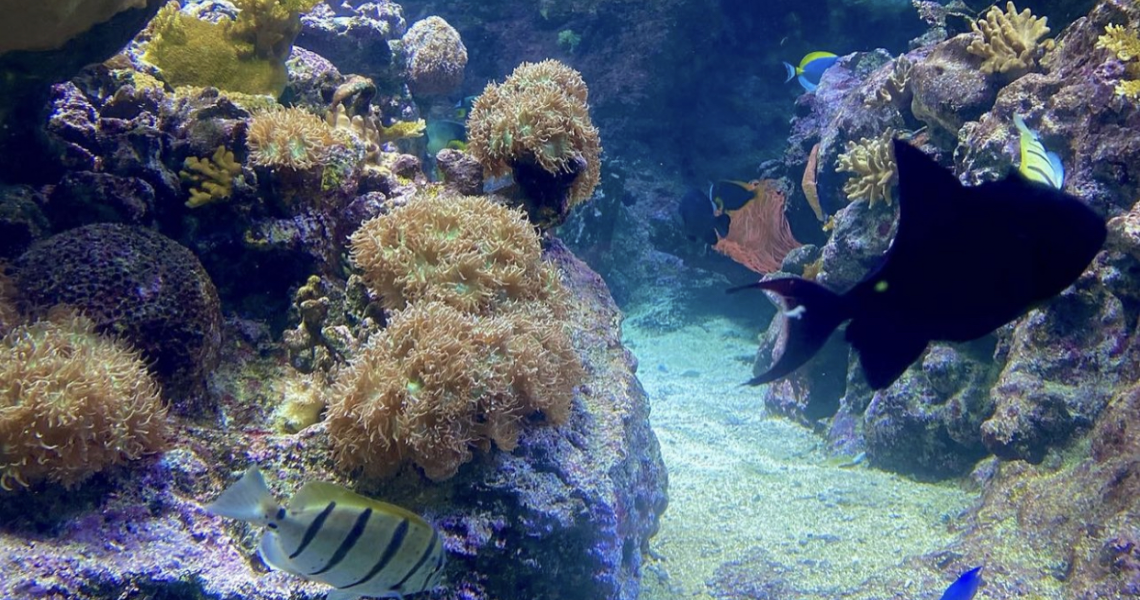 Aquarium du Grand Lyon