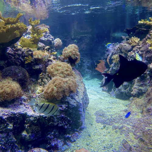 Aquarium du Grand Lyon