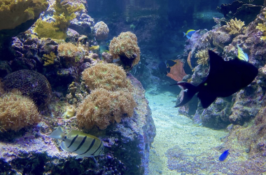 Aquarium du Grand Lyon