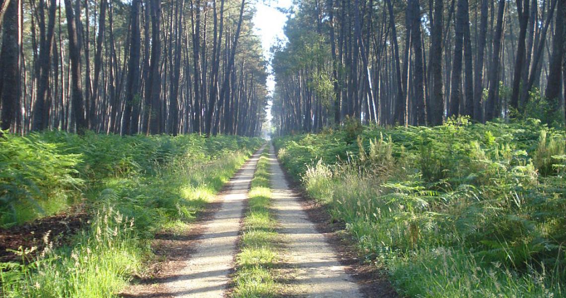 La forêt des Landes