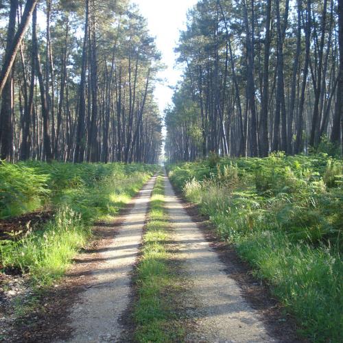 Visit of the Regional Natural Park of the Landes de Gascognes near Bordeaux