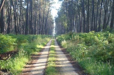 La forêt des Landes