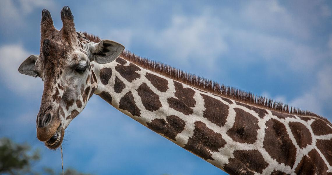 Girafe