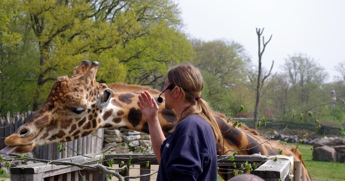 Goûter des girafes au Pal