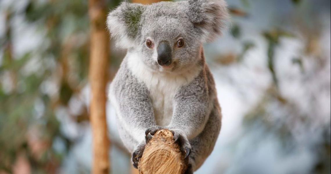 Koala