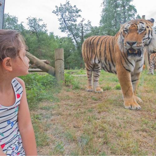 Safari de Peaugres