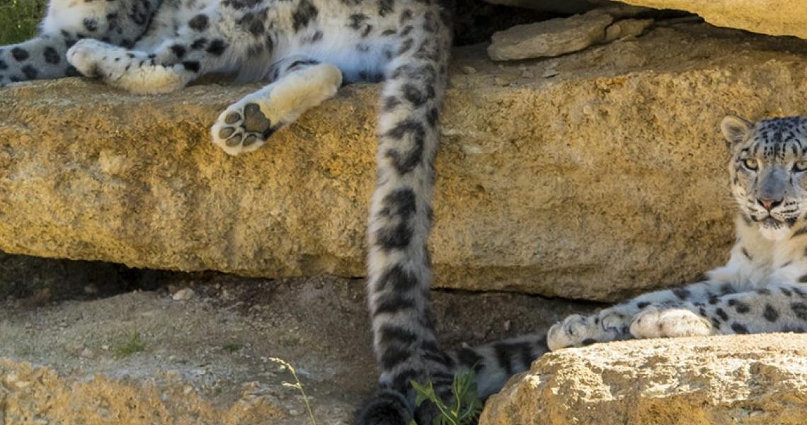 Panthere des neiges Credits bioparc - P. Chabot