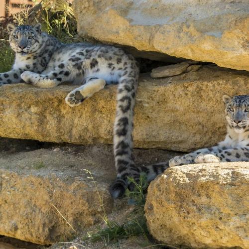 Bioparc – Zoo de Doué-la-Fontaine