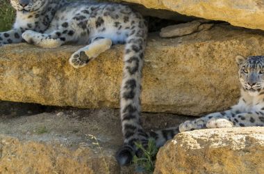 Panthere des neiges Credits bioparc - P. Chabot