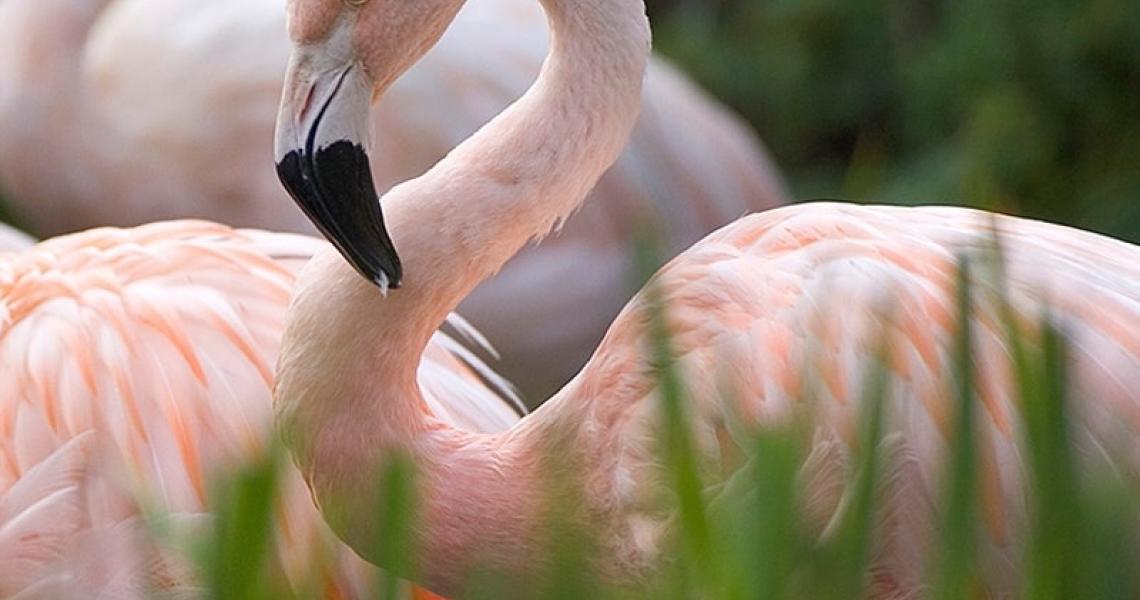 Zoo des Sables d'Olonne