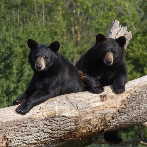 Ours brun  Parc Animalier Sainte-Croix