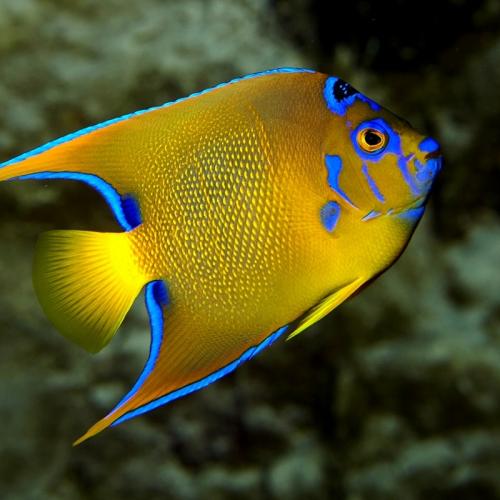 Grand Aquarium de Saint-Malo